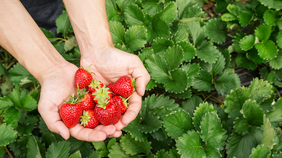 Strawberries in Tucson